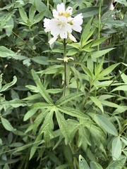 Sidalcea candida