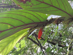 Columnea dimidiata