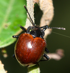 Corynomalus rufipennis