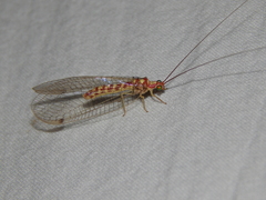 Dysochrysa furcata
