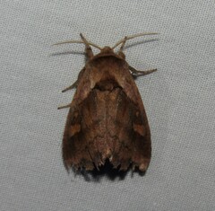 Bellura densa