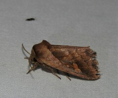 Bellura densa