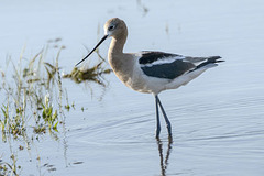 Recurvirostra americana