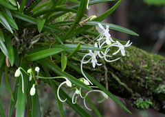 Vanda falcata