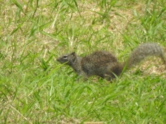 Otospermophilus variegatus