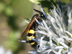 Scolia fuciformis