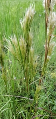 Andropogon tenuispatheus