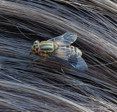 Chrysops lateralis