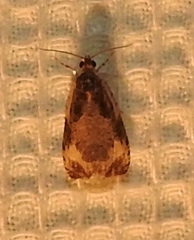 Olethreutes connectum