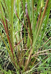 Andropogon tenuispatheus