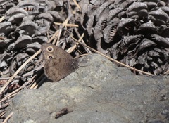 Cercyonis oetus