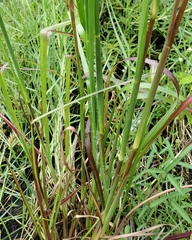 Andropogon tenuispatheus
