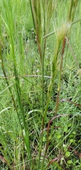 Andropogon tenuispatheus