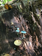 Mycena cyanocephala