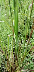 Andropogon tenuispatheus
