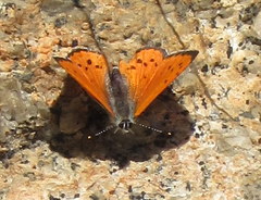 Lycaena cupreus