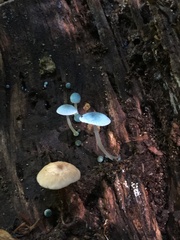Mycena cyanocephala