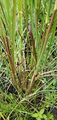 Andropogon tenuispatheus