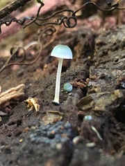 Mycena cyanocephala