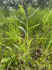 Omalotheca norvegica