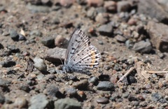 Euphilotes heracleoides