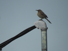 Toxostoma curvirostre