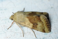 Heliothis adaucta