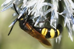 Scolia fuciformis