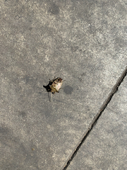 Insecta
