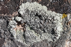 Lecanora argopholis