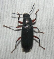 Xylopinus saperdoides