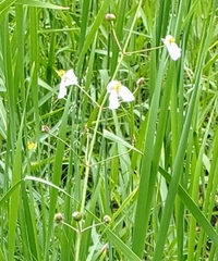 Sagittaria graminea