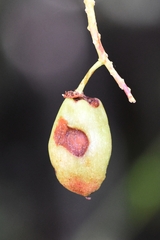 Contarinia virginianiae