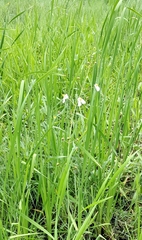 Sagittaria graminea