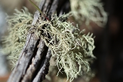 Usnea perplexans