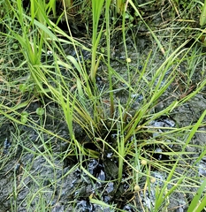 Sagittaria graminea
