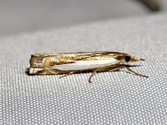 Crambus cyrilellus