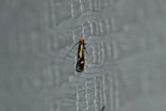 Isocorypha mediostriatella