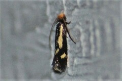 Isocorypha mediostriatella