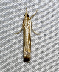 Crambus cyrilellus