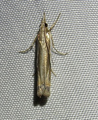 Crambus cyrilellus