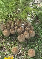 Coprinellus arenicola