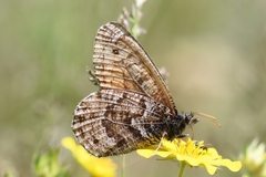 Oeneis chryxus