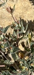Euphorbia acuta
