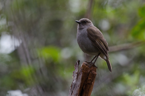 ʻOmaʻo