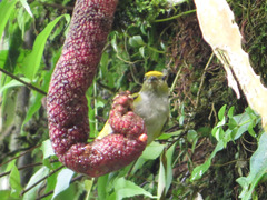 Euphonia xanthogaster