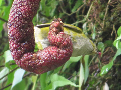 Euphonia xanthogaster