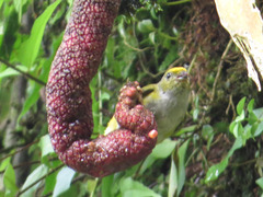 Euphonia xanthogaster
