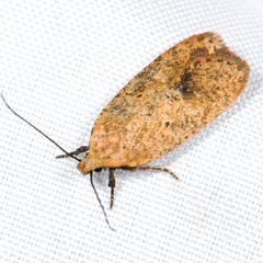 Agonopterix posticella