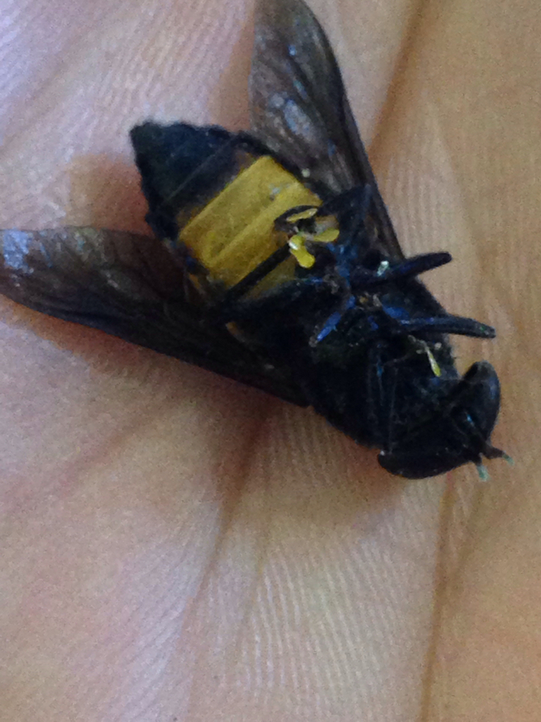 Hybomitra cincta